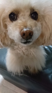 ���ږڂ��c