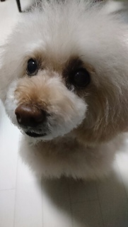 �ǂ����Ă��c