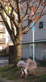�p�`��