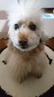 �����ƐH�ׂ����c