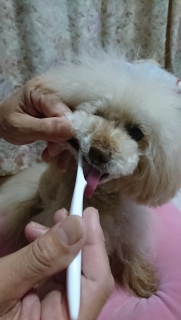 �S�[���f���E�B�[�N��