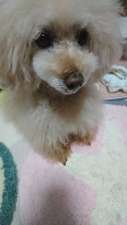 ���ꂵ�����ā[