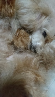 �E���g�����ȃ|�[�Y