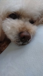 �T�����C�u���[