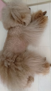 �_���[��