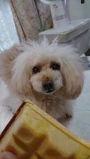 �H�ׂ����ȁ[