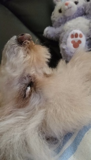 �������o���āc