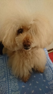 �j���[�w�A�[�X�^�C��