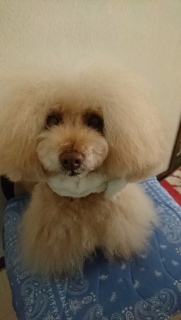 �X�^���o�C