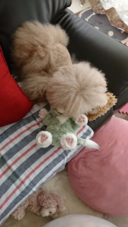 �V�F���[���C