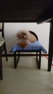 �e�[�u���̉�����c