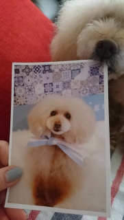 �g���}�[���񂩂�c