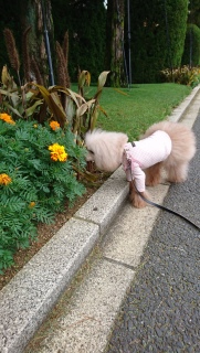 ����ς菗�̎q