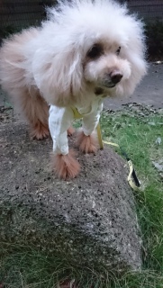 �o�R�݂����c