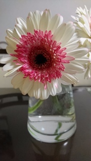 �K�[�x�����c