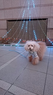 �}���V�����c�C���~�l�[�V����