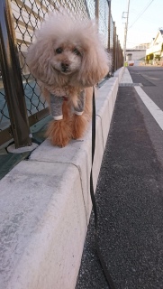 ��ɏ悹����