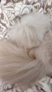 �V�������\�O�Ɂc