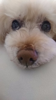 �����̂����.�c