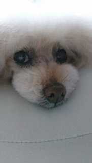 �x�����_���c
