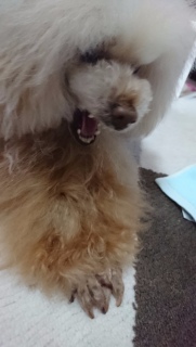 �K�H�[