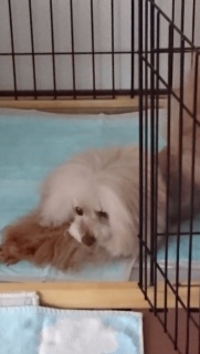 �g�C���̎���