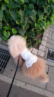 �N�����c