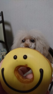 �X�}�C���h�[�i�c