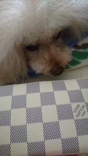�Q�Ă�V�c