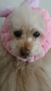�Ă������c