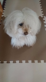 �J���X�}