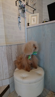 �g���~���O���I���c