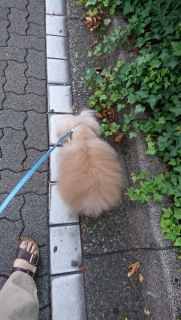 �ڍ���