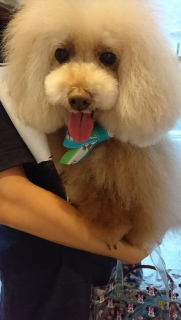 �g���~���O�̂��}��