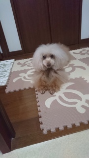 ��芸����