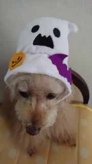 �ї�������
