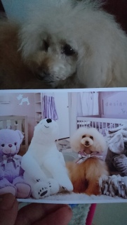 �g���}�[���񂩂�