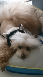 �ɂႨ�[��