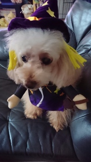 �n���E�B�[��