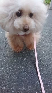 �V���b�^�[�`�����X