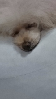 ���̐Q����c