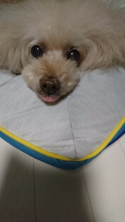 ���͂�҂�