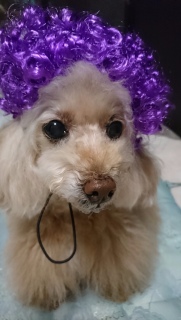 ���������ȁc�H