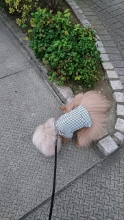 �`�[�̃|�[�Y