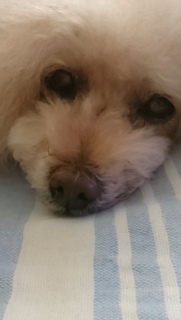 �䕗�̔�Q