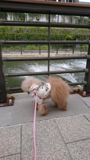 �䕗�̎���