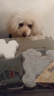 �v�[�h���X�|���W���c