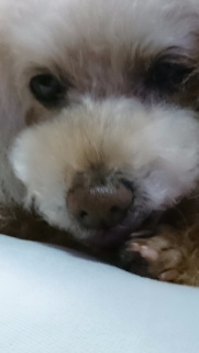 �ɂȂ́c�H