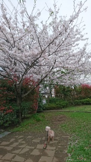 桜の木と…